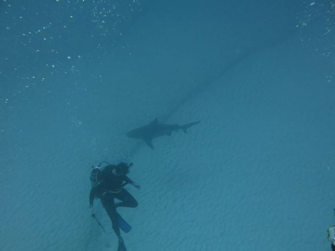 Sharks prefer to hang below and behind...